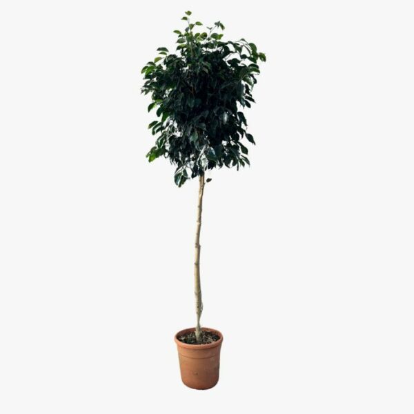 ficus benjamin alberello