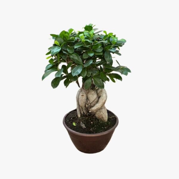 ficus bonsai