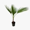 Washingtonia